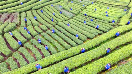 三江布央仙人山茶场门票