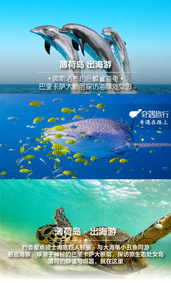薄荷岛包船出海一日游(巴里卡萨岛大断层 追海豚 处女