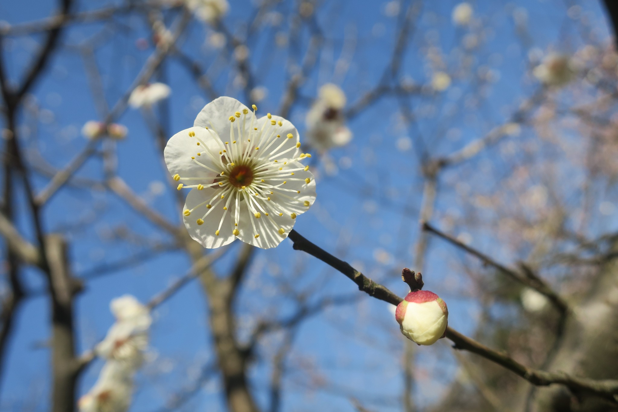 它是六瓣梅花.