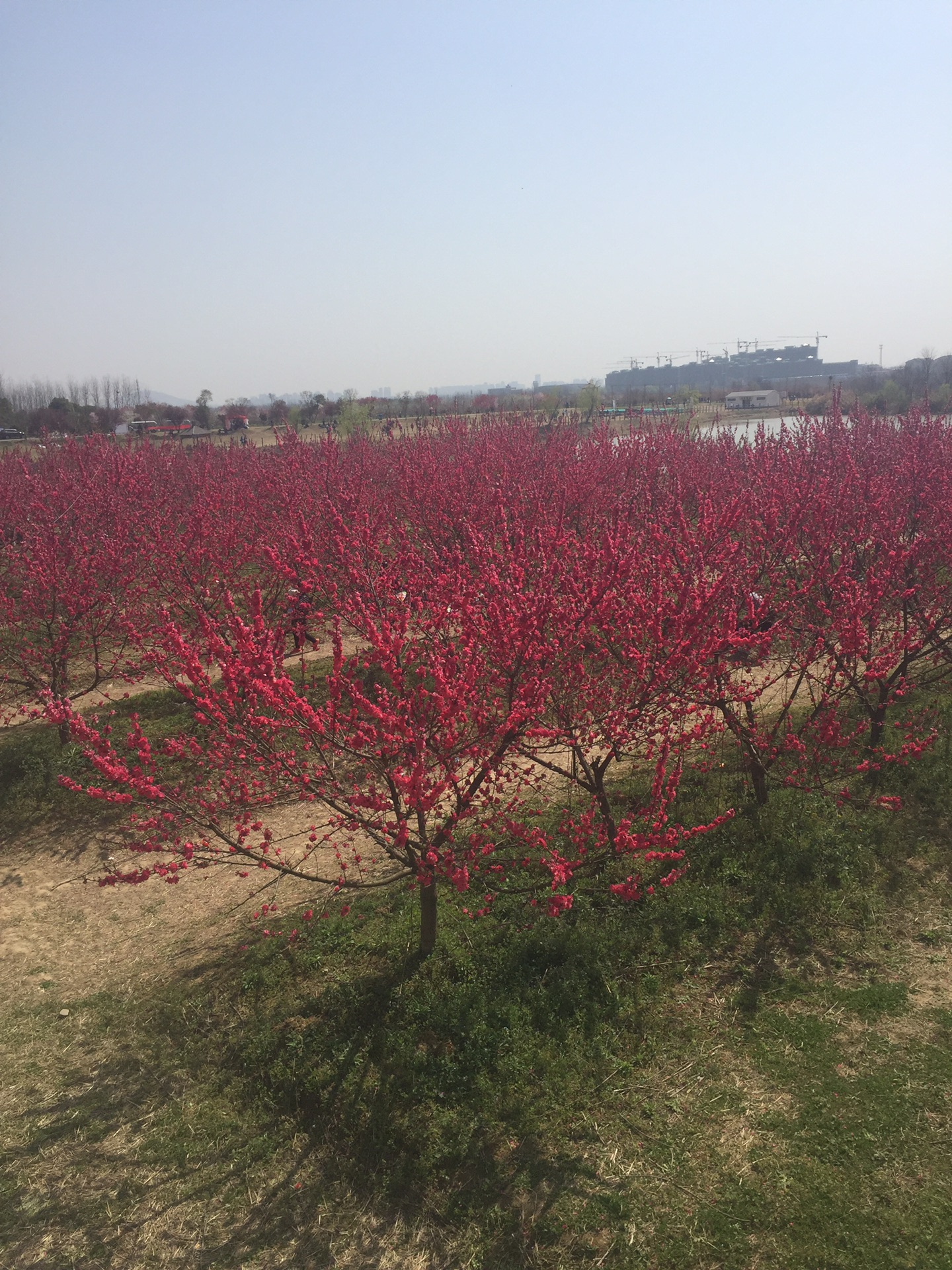 合肥三十岗桃花在合肥可谓小有名气,这不,2017桃花节的广告