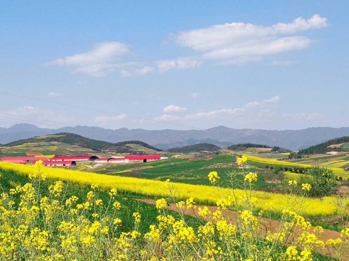 视觉盛宴之旅:陕西汉中洋县油菜花一日游(美)