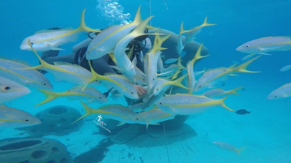 影片連接 https://youtu.be/XewL8-aYXhU 昨天一到巴哈馬 就報名了我一直超想玩的underwater bubble diving SUBmarine 中文不確定叫什麼(?) 水下泡泡潛艇? 我是之前就在TripAdvisor 查過然後又在hotel的旅遊諮詢櫃檯拿了資料 我選的這家: http://bit.ly/2j27f9h 通常旅遊勝地的飯店都會有個報名的櫃檯在大廳那邊 所以很方便有時沒有確定時程通常去了也可以報名 不過就是怕額滿之類的~ 之前去Hawaii 就超級想