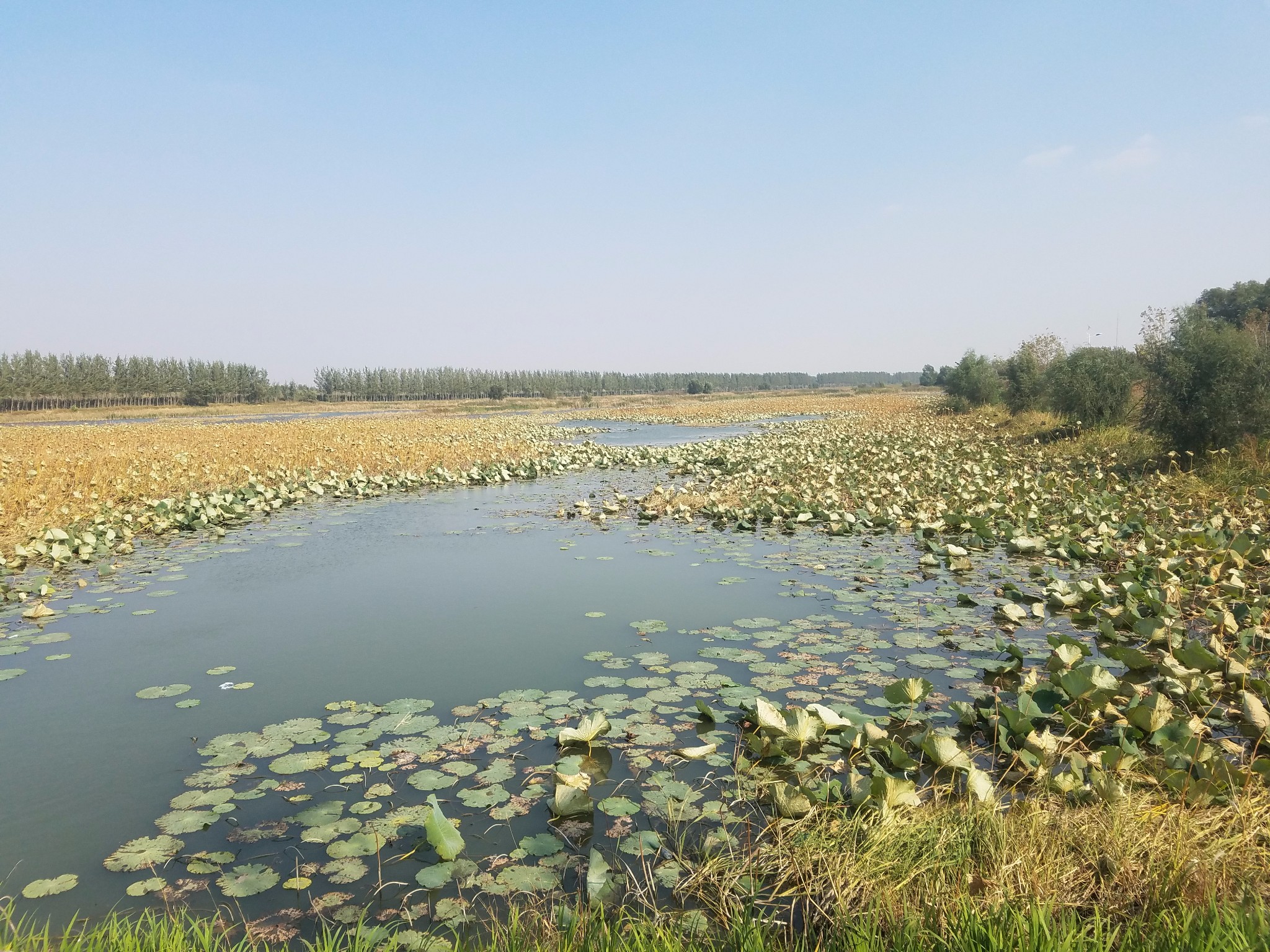 沈阳周边游-----七星湿地公园,沈阳旅游攻略 - 马蜂窝