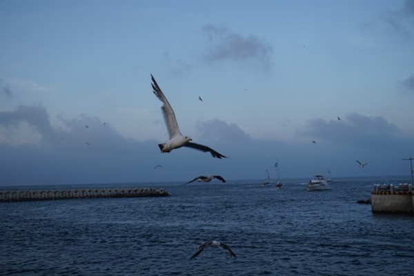 大连天气未来 wKgBZ1mZNwiAFd-9AAgKbbtz1E801.jpeg?imageView2%2F2%2Fw%2F600%2Fh%2F600%2Fq%2F90