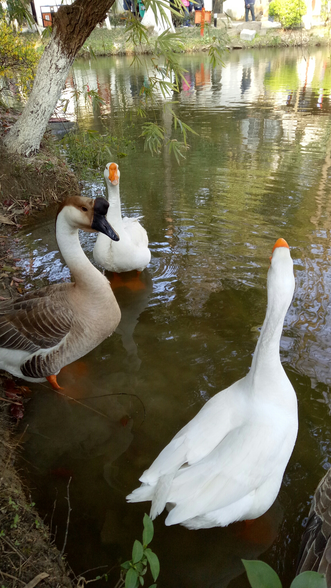 wKgBZ1jeSt-AAt8RAB8L5bGZxAs53.jpeg?imageView2%2F2%2Fw%2F600%2Fh%2F600%2Fq%2F90%7Cimageslim