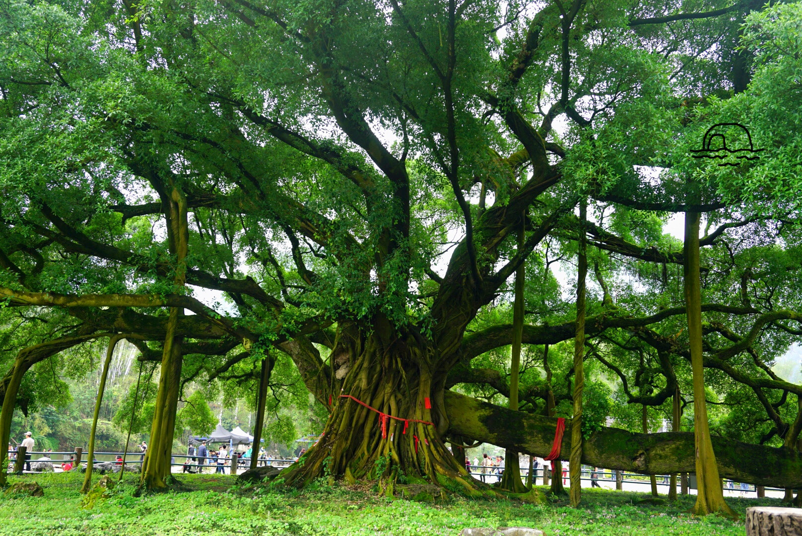 大榕树风景区        