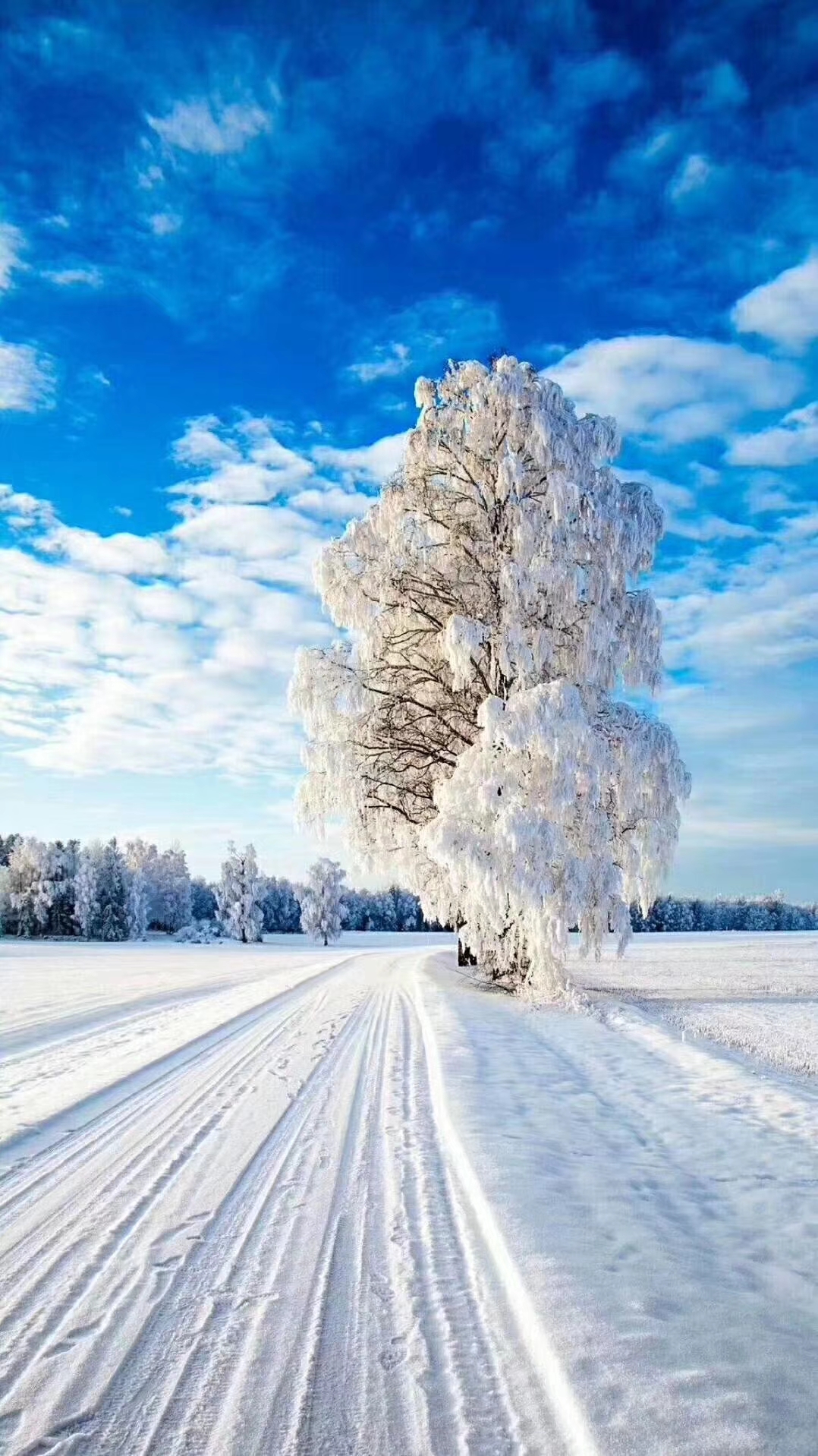 一起去呼伦贝尔看雪骑马