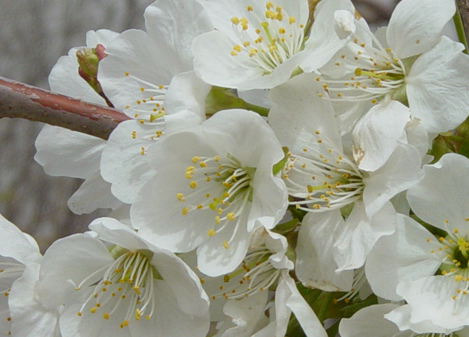 2012延庆杏花节门票,时间,地点,路线全攻略