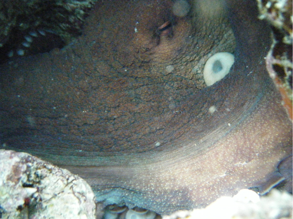 wKgB21ALtkaD50BXABA3wZkLuL018.jpeg?imageView2%2F2%2Fw%2F600%2Fh%2F600%2Fq%2F90