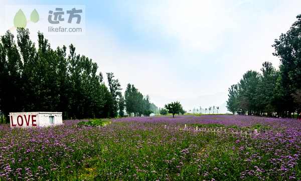 浪漫怀柔月牙湾 给各位小主一次花田上的野餐