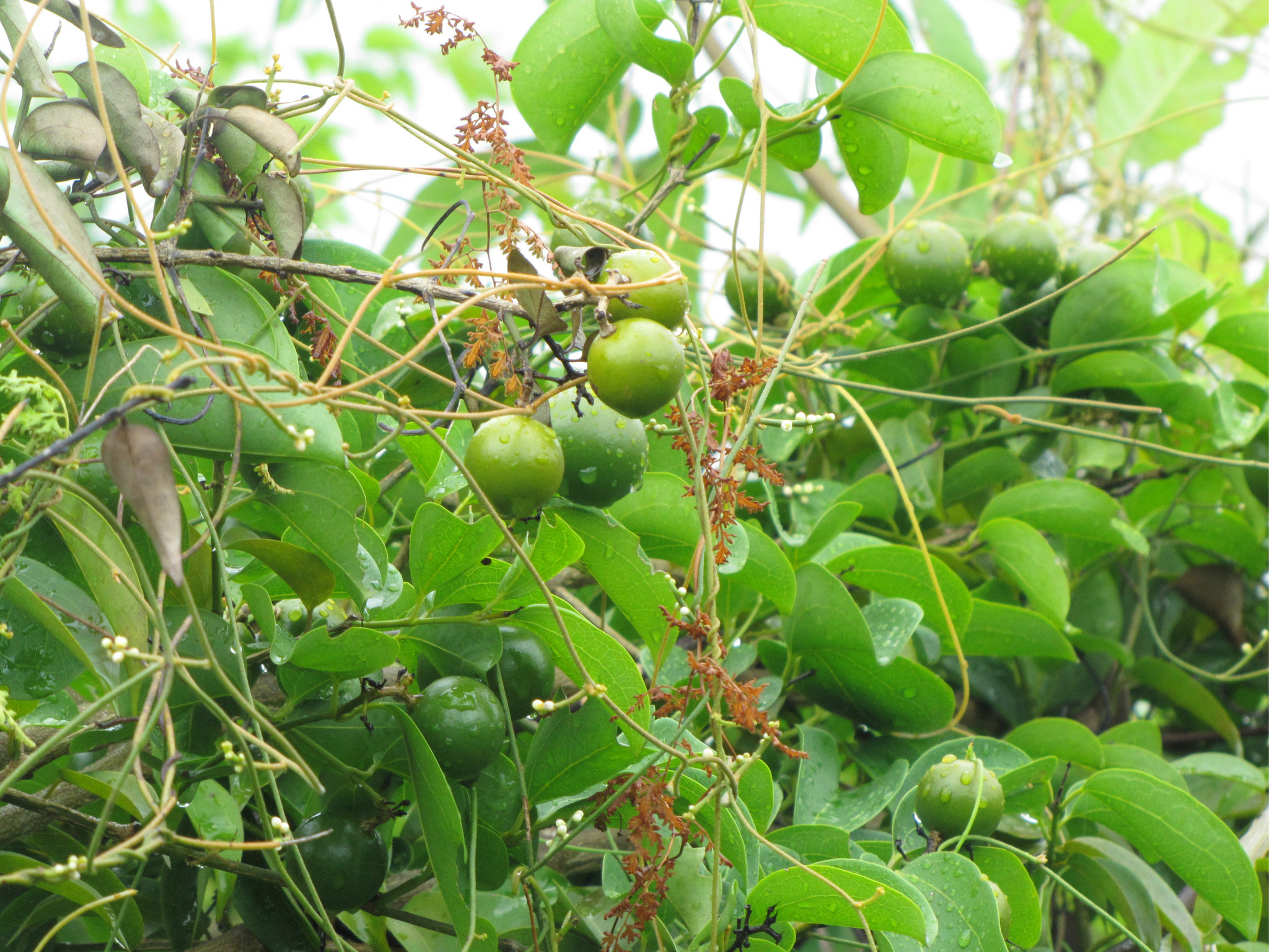 wKgB21AVRG_hrTzbAA9q1iMYt0894.jpeg?imageView2%2F2%2Fw%2F600%2Fh%2F600%2Fq%2F90