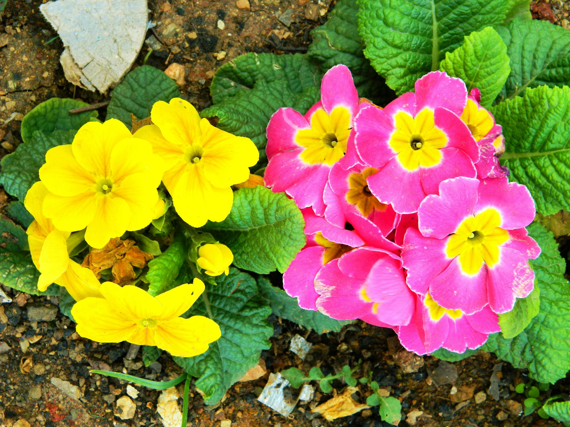 wKgB3FEwzJqAX-UxACe_pWZOqfQ93.jpeg?imageView2%2F2%2Fw%2F600%2Fh%2F600%2Fq%2F90