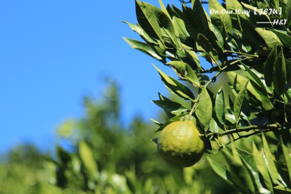 香蕉怎么写好看 wKgB6lR58TGAU06fAAamhxf-vEY36.jpeg?imageView2%2F2%2Fw%2F600%2Fh%2F600%2Fq%2F90