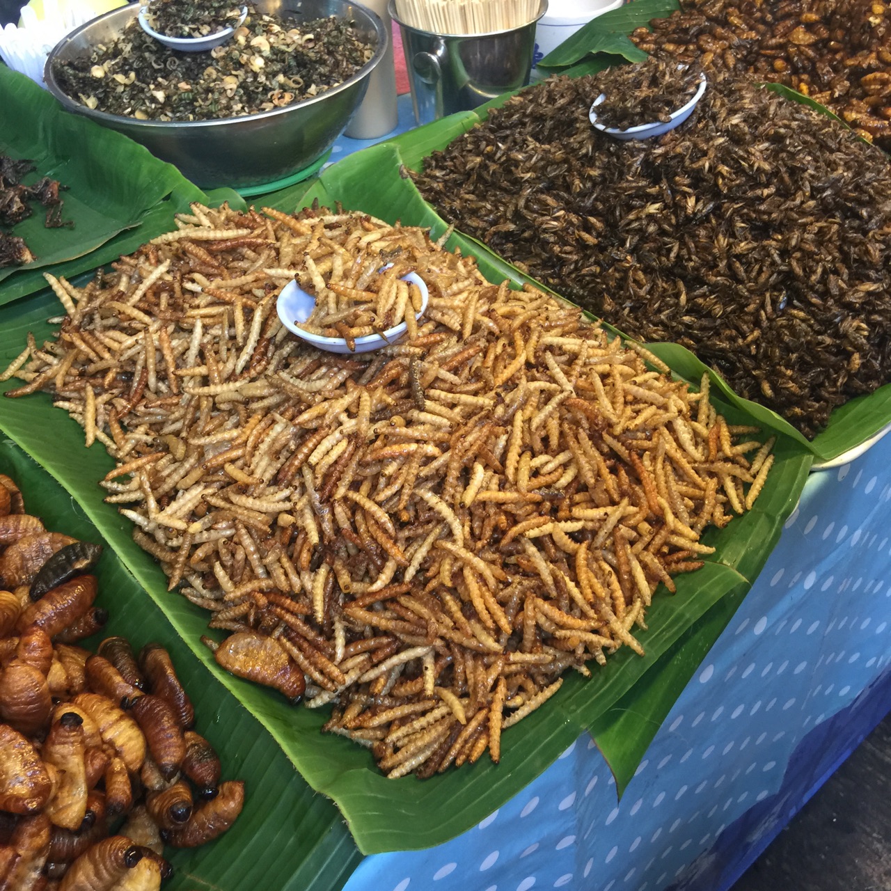 蚂蚱和大猜成语_大蚂蚱图片(3)