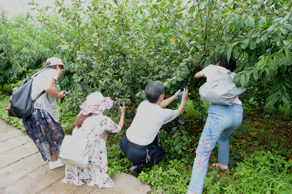 花红什么成语_海花红是什么(3)