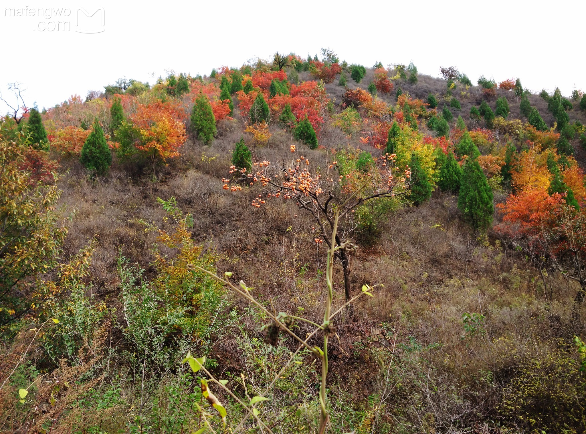 一块在大山窝里待开发的处女地太后村