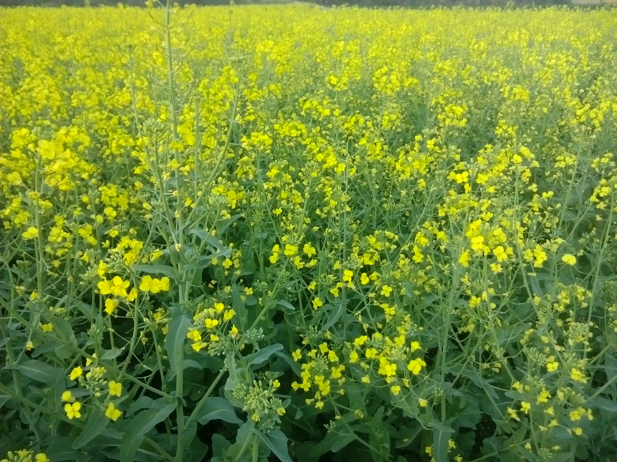 家乡的土地,种上油菜花和小麦