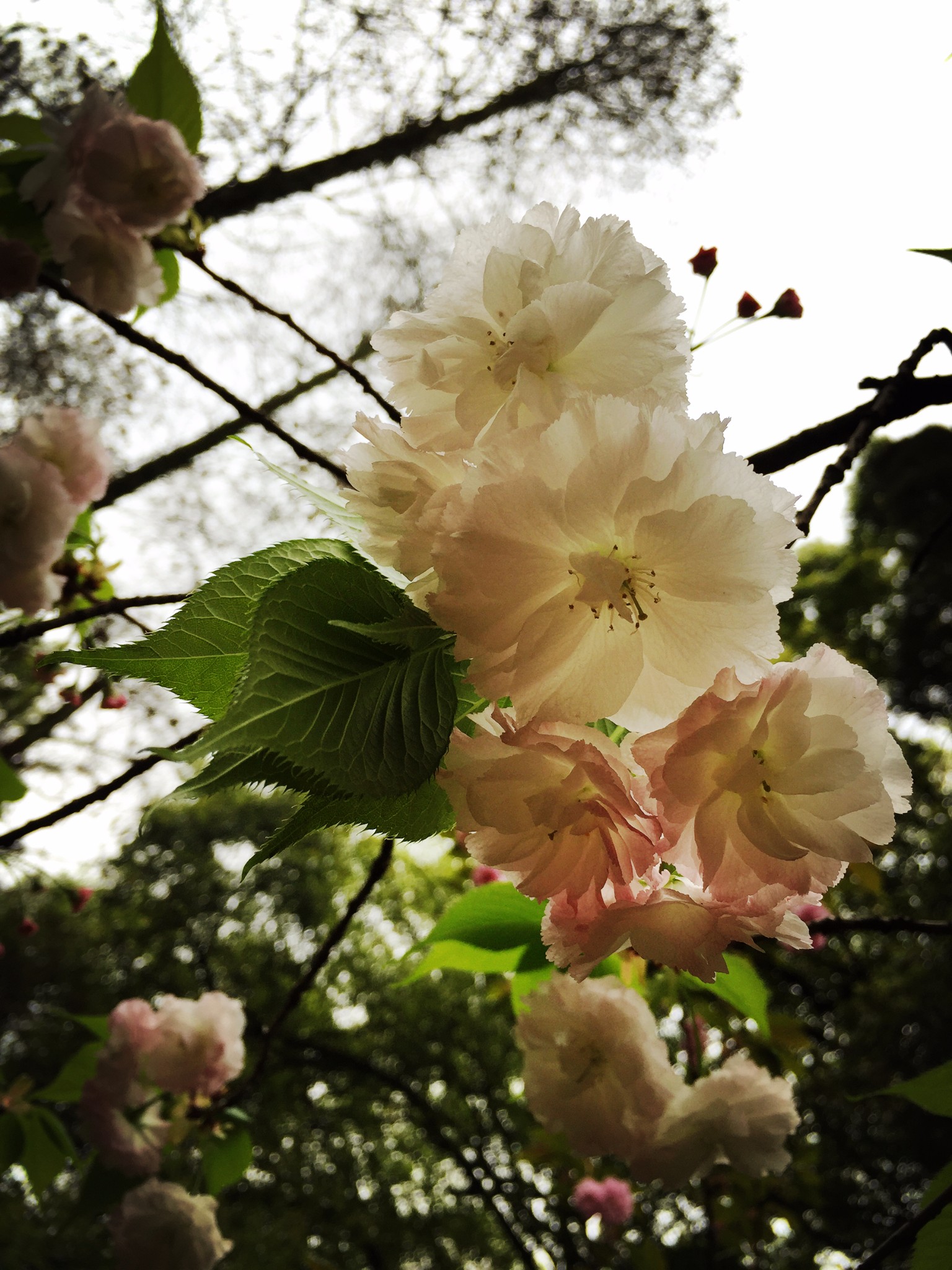 芭啦芭啦樱之花曲谱图片_芭啦芭啦樱之花
