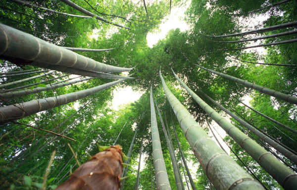 笋是不是就是竹子 wKgBs1eYp3WAVB3lAAcPR0nA-fA97.jpeg?imageView2%2F2%2Fw%2F600%2Fh%2F600%2Fq%2F90