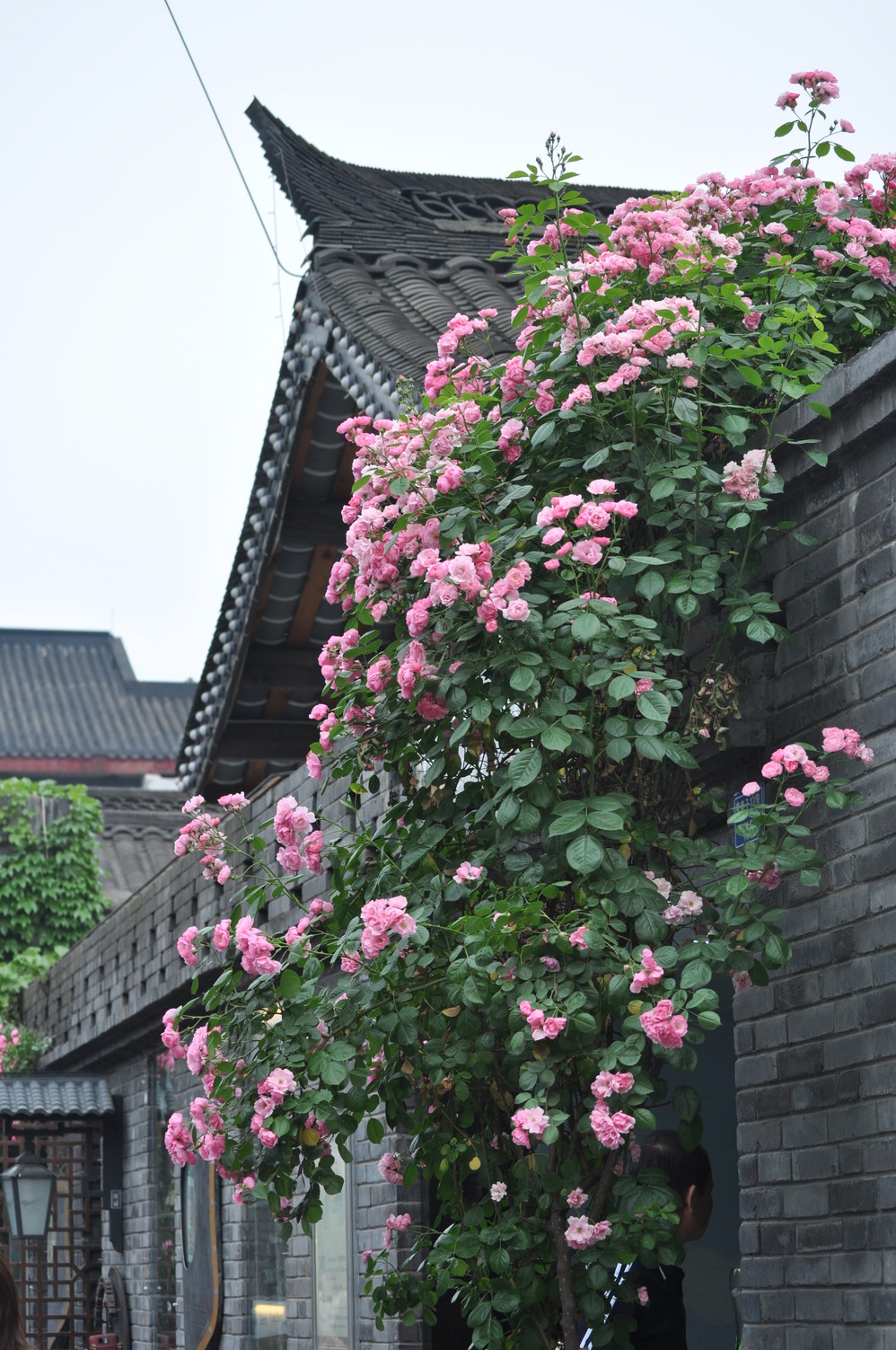引用 熊晓颖 的图片