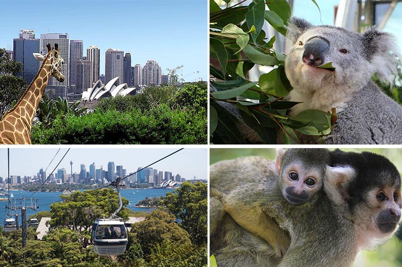 悉尼塔龍加 taronga 動物園門票(含天行者纜車 可眺望悉尼海港風光)