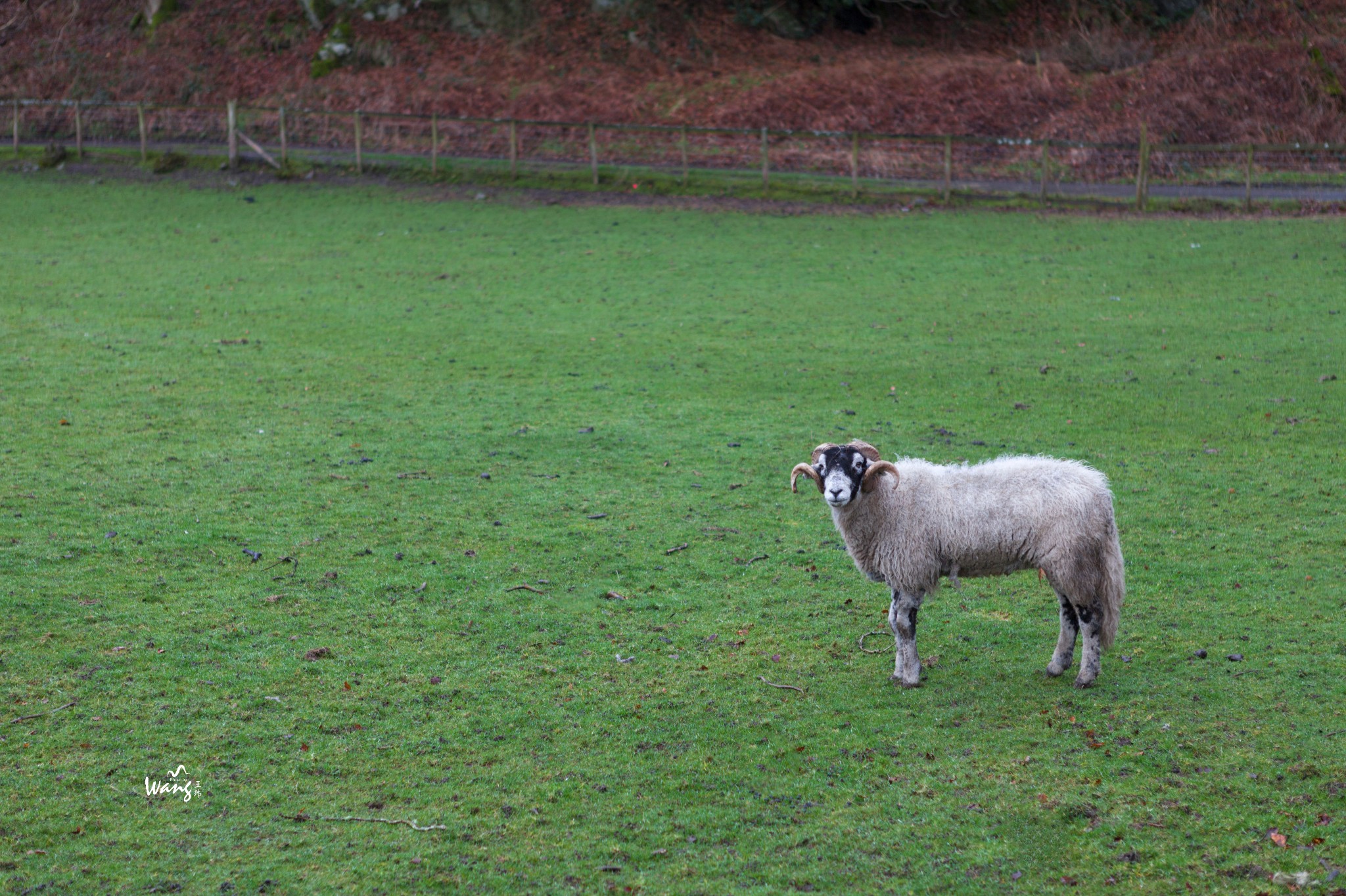 大英帝国的古典与优雅 四 格拉斯米尔湖 英国湖区