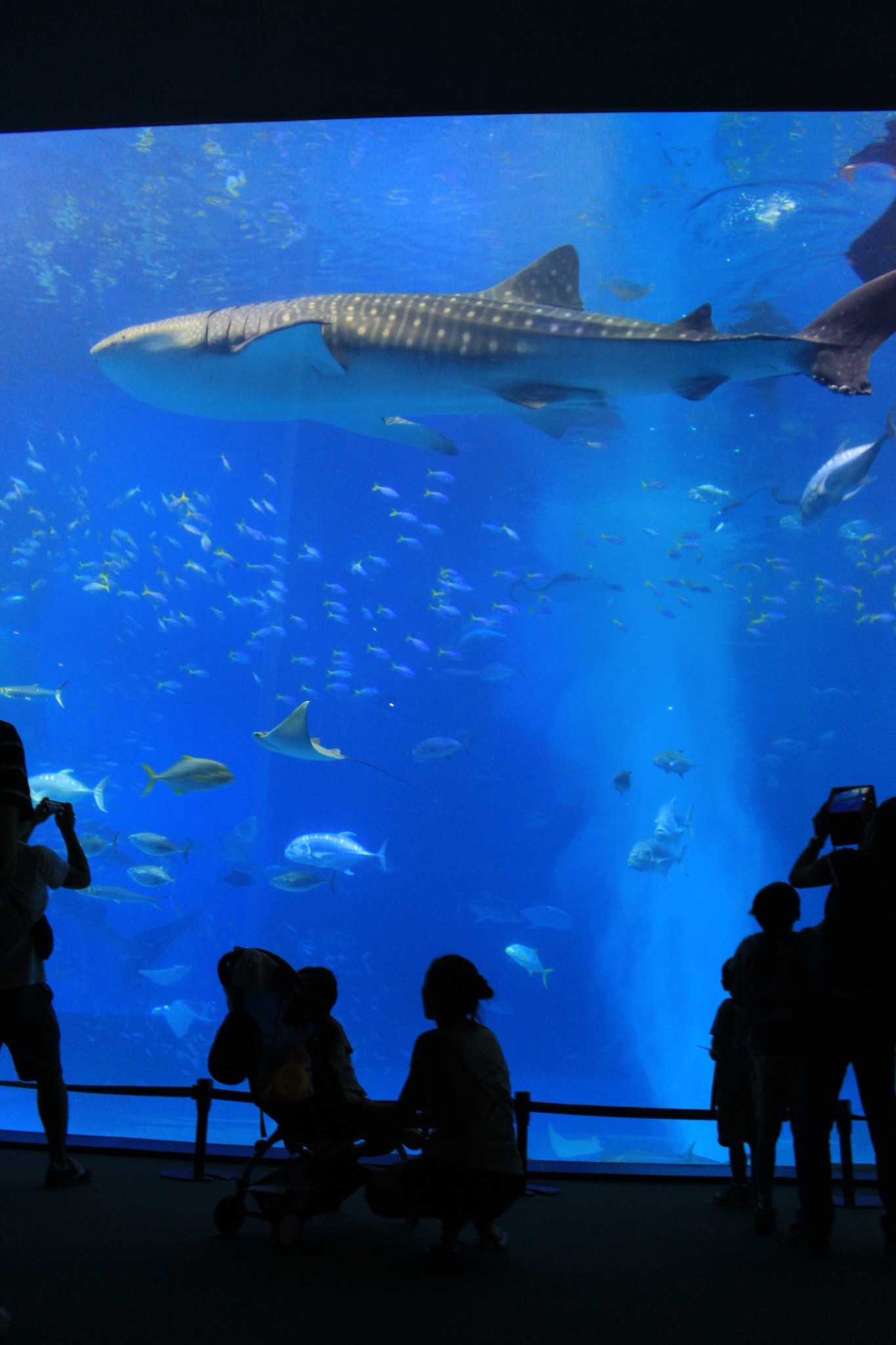 水族有多少人口_三月三 感受浓浓广西民族风 一