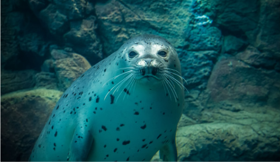 独特可爱喔(海獭,许氏平鮫等)     可观赏海狮和海报在陆地上和水中