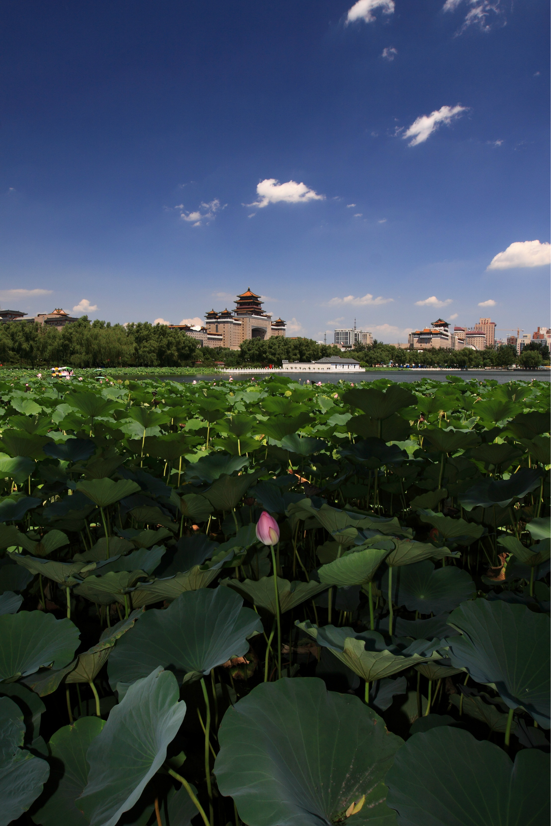 7月29晴空下的蓮花池公園