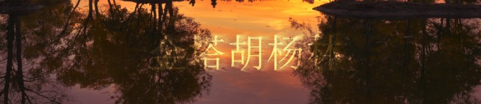 金塔胡杨林 金塔胡杨林