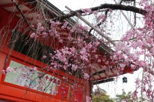 一日游团去京都 一日游团去京都