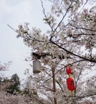 樱花 樱花